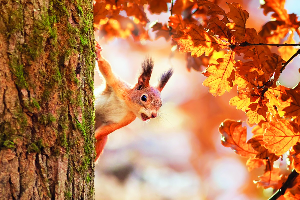 Het begin van de herfst - Rond Haaksbergen